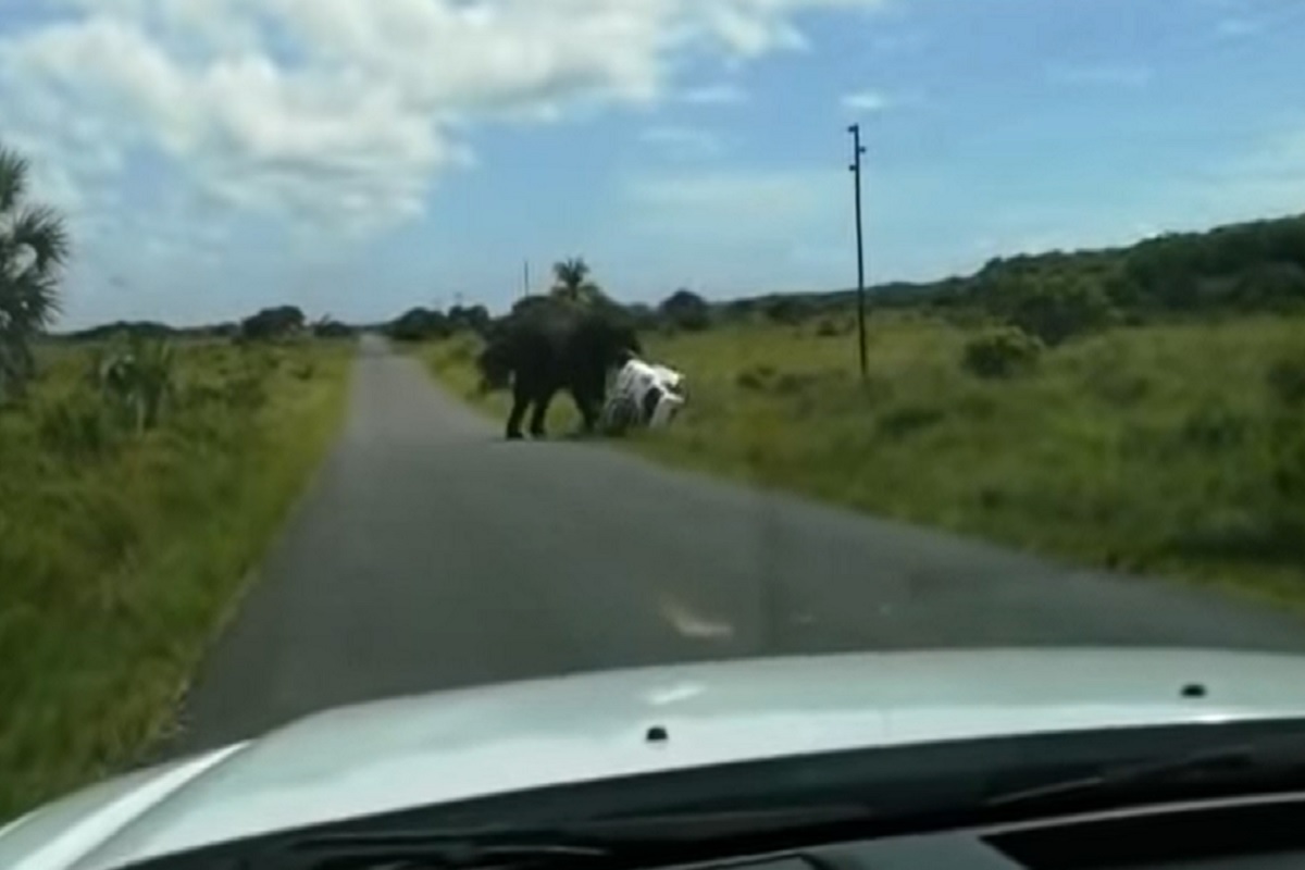 L'incidente tra suv ed elefante (tratto da video su Youtube)